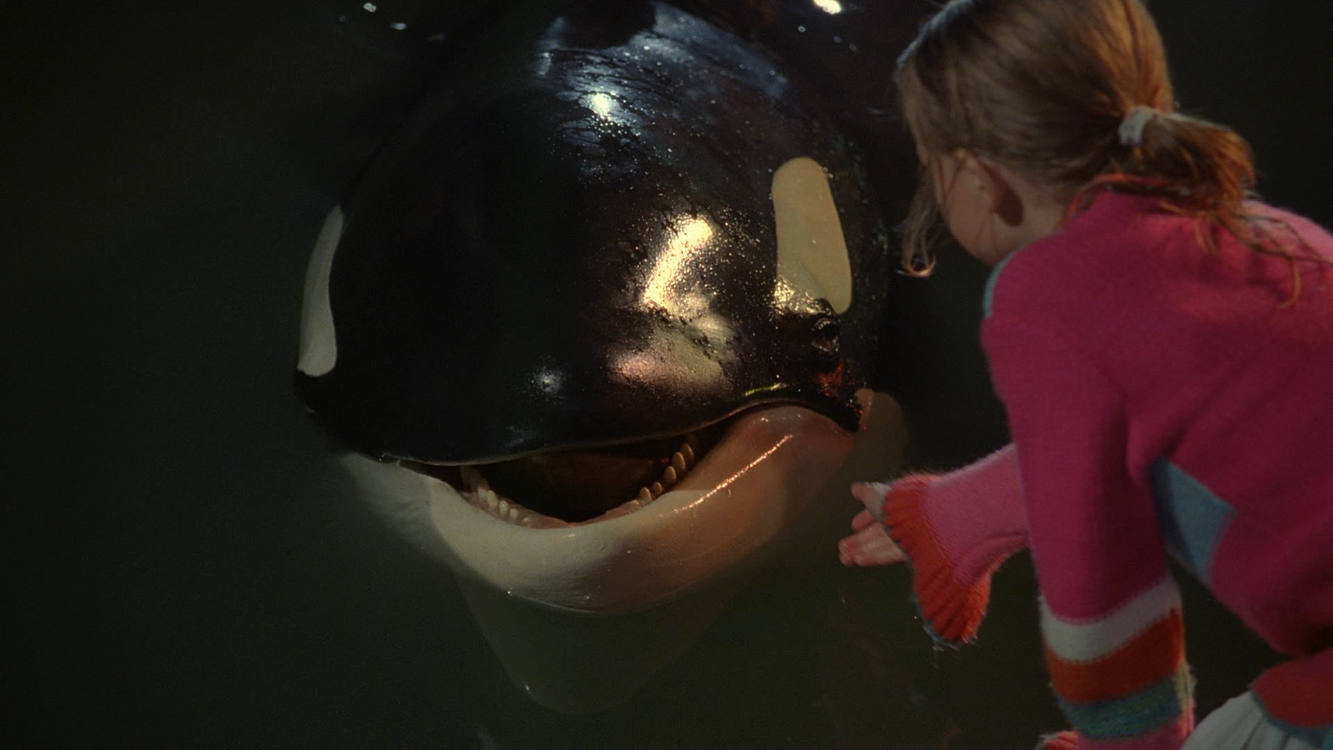 Free Willy: Escape from Pirate's Cove movies in USA